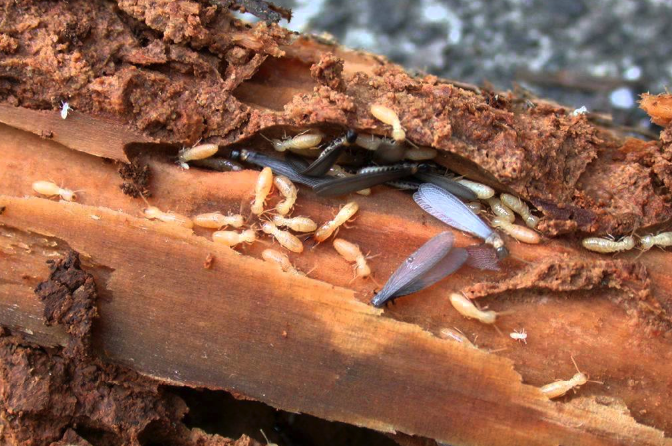 jasa anti rayap bandung